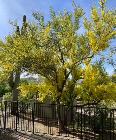 May 2 - Blue Palo Verde w/brilliant yellow blossoms - Beautiful. May 2 - Blue Palo Verde w/brilliant yellow blossoms - Beautiful.